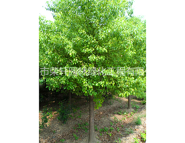 苗圃基地香樟養(yǎng)護(hù)